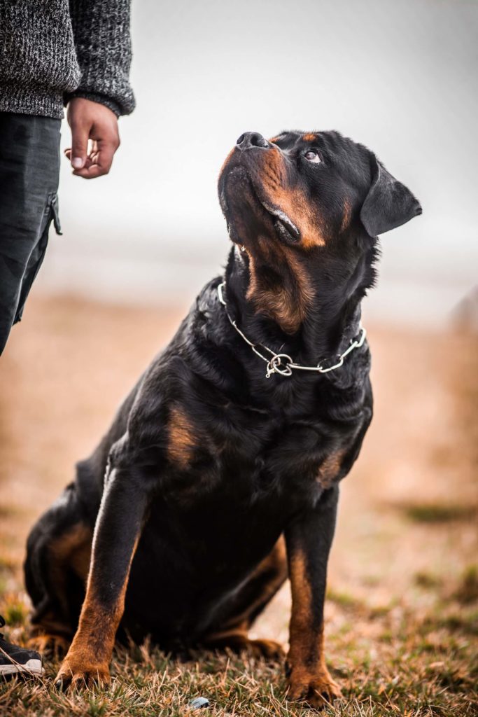 AdobeStock_185940698